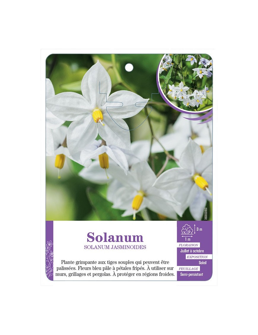 SOLANUM JASMINOIDES (bleu pâle)