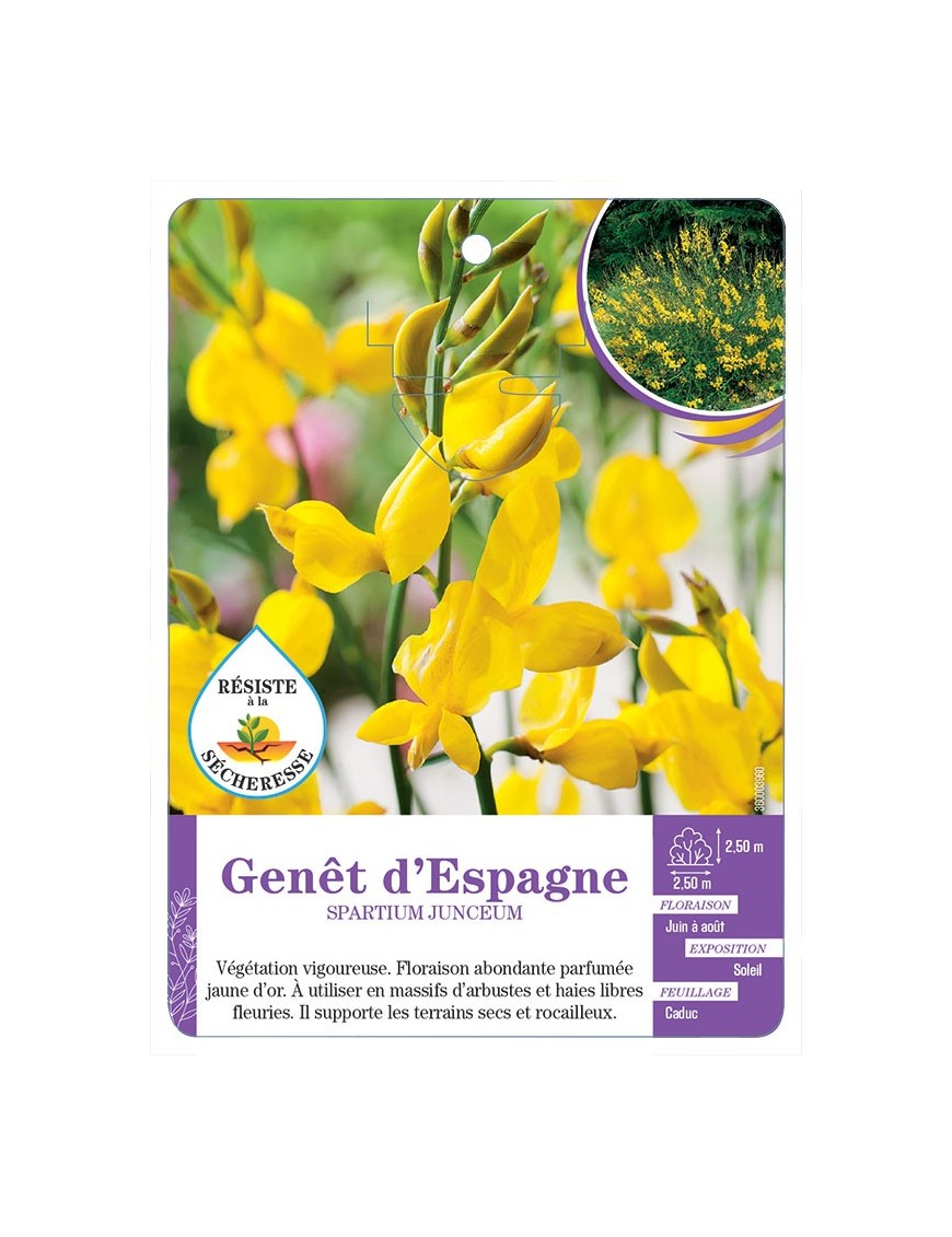 SPARTIUM JUNCEUM voir Genêt d Espagne (*)