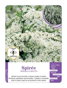 SPIRAEA X ARGUTA voir Spirée