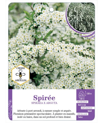 SPIRAEA X ARGUTA voir Spirée