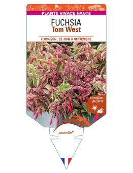 FUCHSIA Tom West