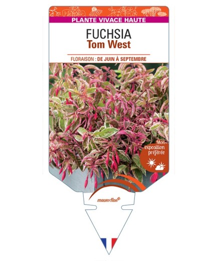 FUCHSIA Tom West