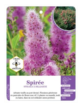 SPIRAEA X BILLARDII voir Spirée