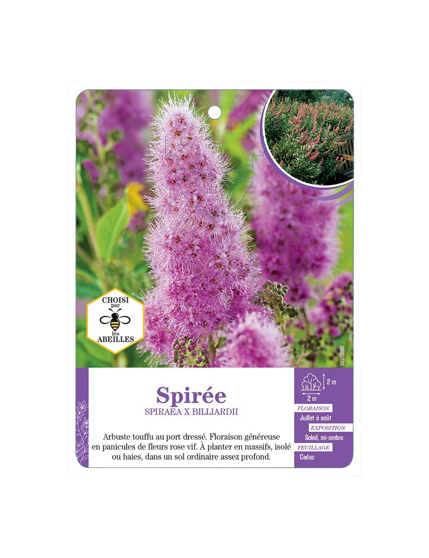 SPIRAEA X BILLARDII voir Spirée