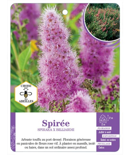 SPIRAEA X BILLARDII voir Spirée