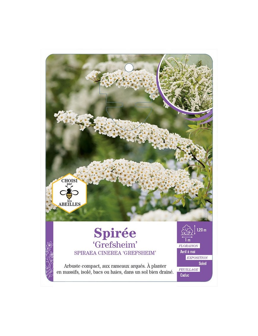 SPIRAEA CINEREA GREFSHEIM voir Spirée (*)