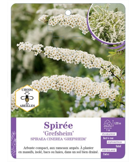 SPIRAEA CINEREA GREFSHEIM voir Spirée (*)