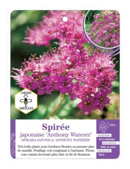 SPIRAEA JAPONICA ANTHONY WATERER voir Spirée