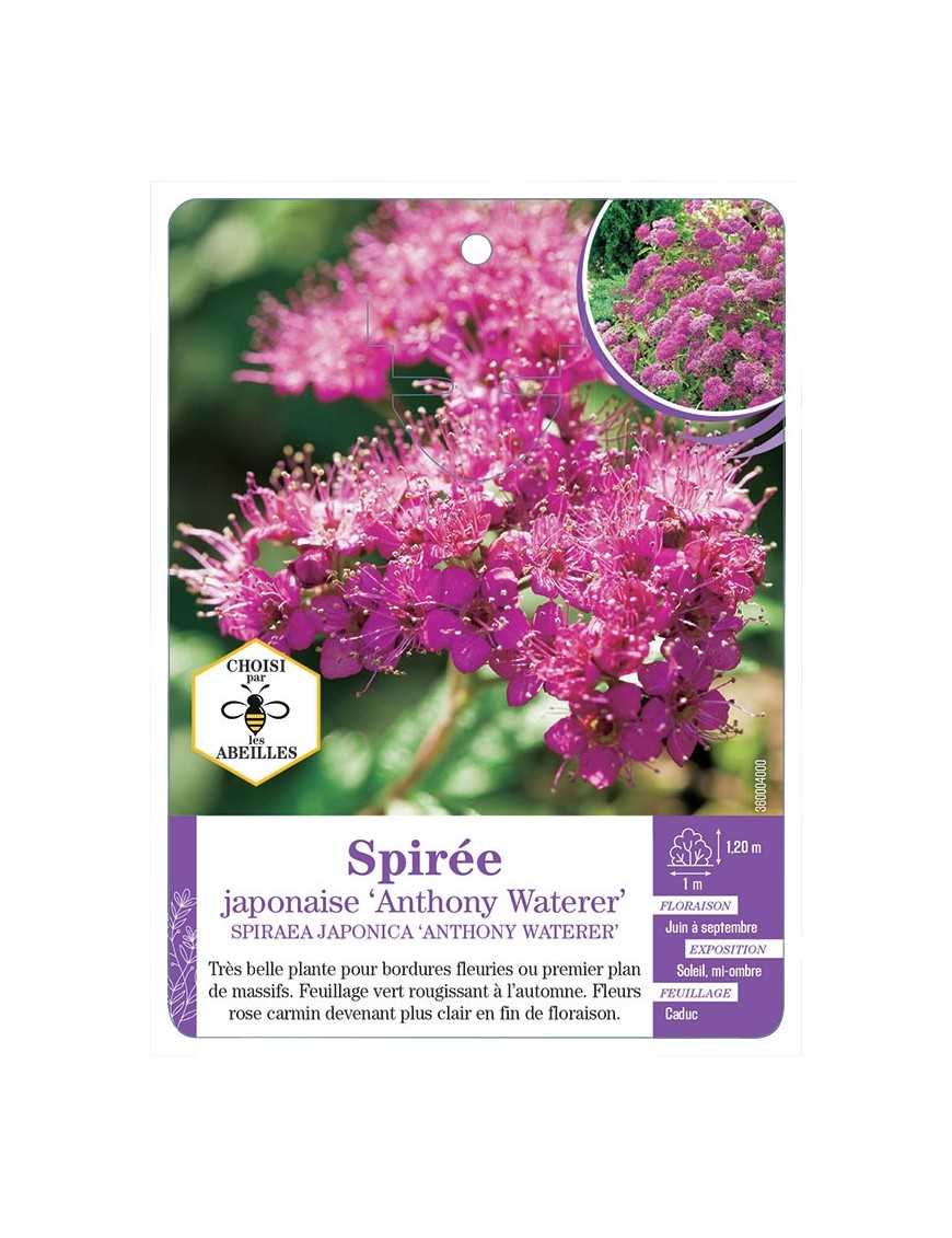 SPIRAEA JAPONICA ANTHONY WATERER voir Spirée