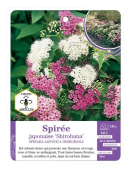 SPIRAEA japonica Shirobana voir Spirée