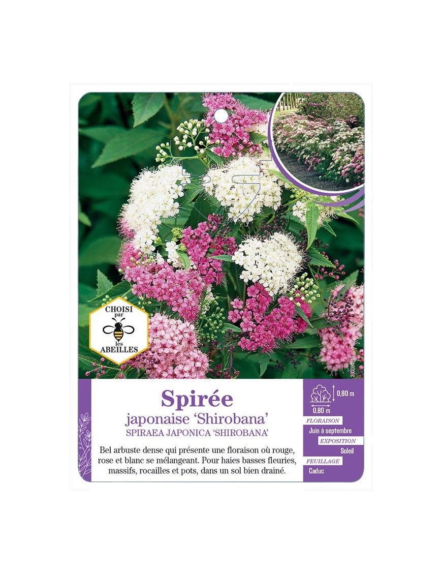SPIRAEA japonica Shirobana voir Spirée