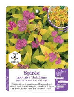 SPIRAEA JAPONICA GOLDFLAME voir Spirée
