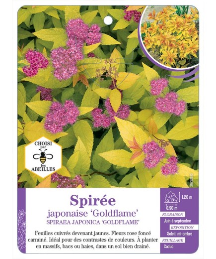 SPIRAEA JAPONICA GOLDFLAME voir Spirée