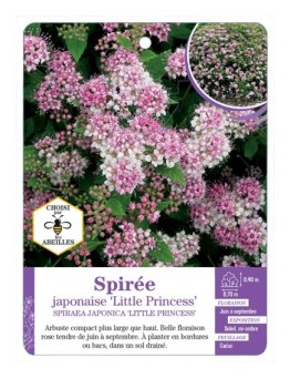 SPIRAEA JAPONICA LITTLE PRINCESS voir Spirée