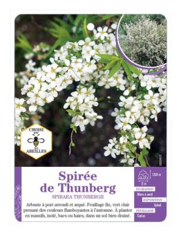 SPIRAEA THUNBERGII voir Spirée de Thunberg (*)