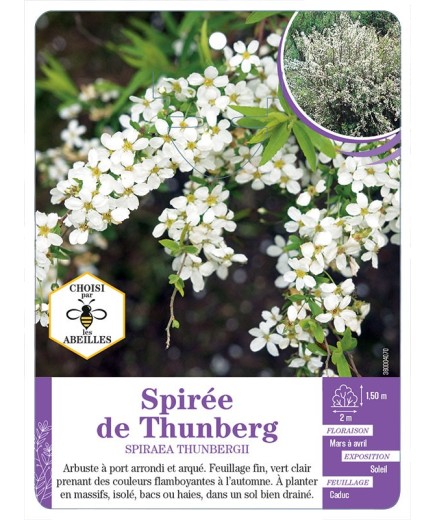 SPIRAEA THUNBERGII voir Spirée de Thunberg (*)
