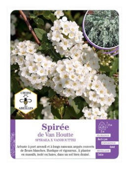 SPIRAEA X VANHOUTTEI voir Spirée de Van Houtte