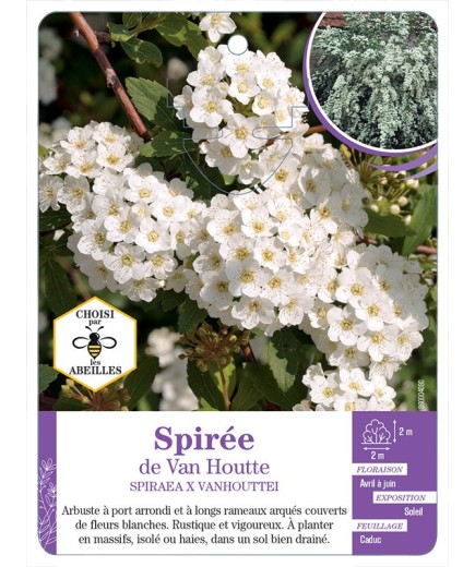SPIRAEA X VANHOUTTEI voir Spirée de Van Houtte