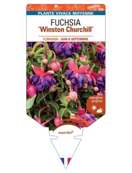 FUCHSIA Winston Churchill