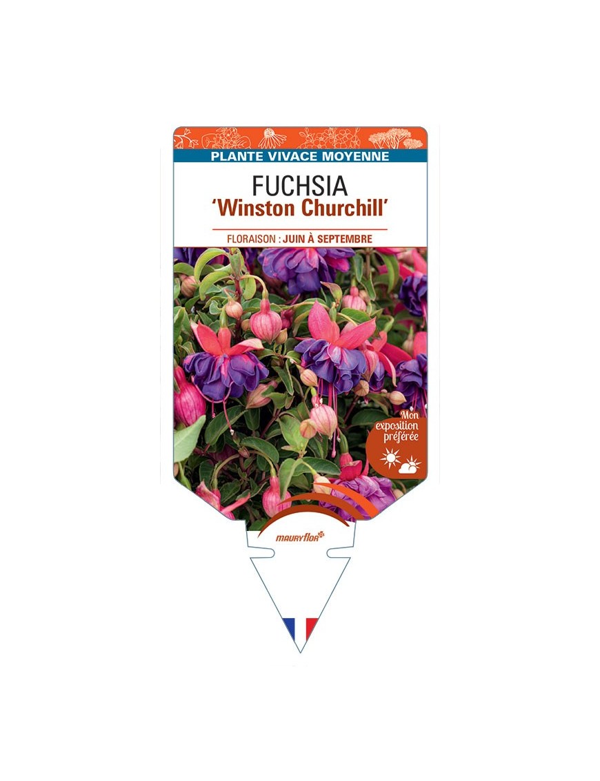 FUCHSIA Winston Churchill