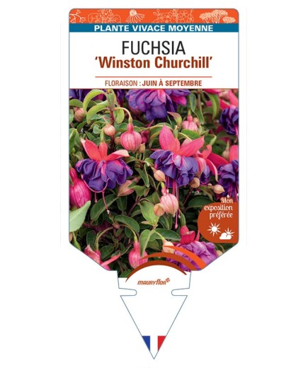 FUCHSIA Winston Churchill