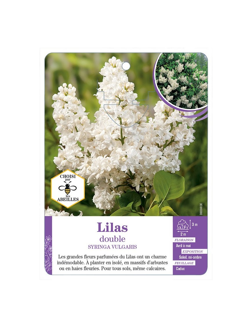 SYRINGA VULGARIS voir Lilas double (blanc)