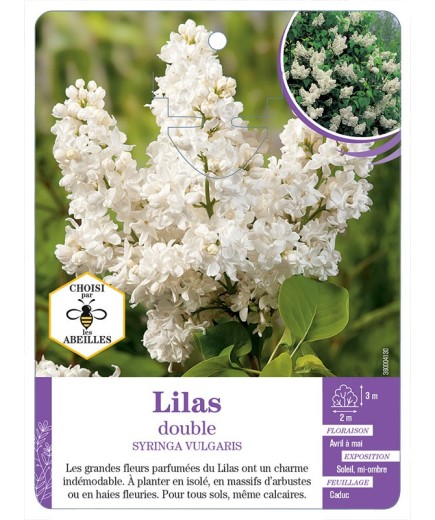 SYRINGA VULGARIS voir Lilas double (blanc)