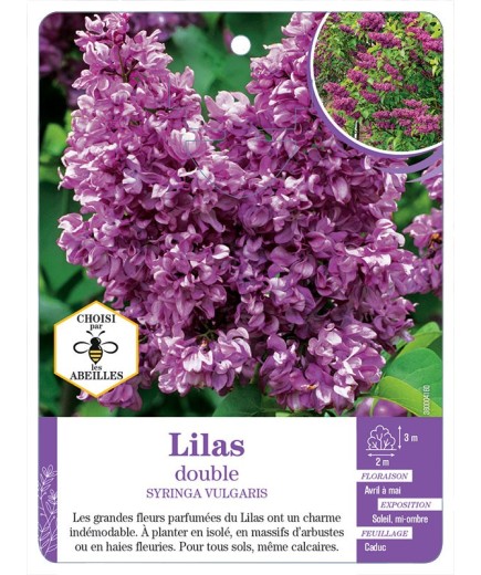 SYRINGA VULGARIS voir Lilas double (rouge)