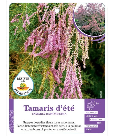 TAMARIX RAMOSISSIMA voir Tamaris d été