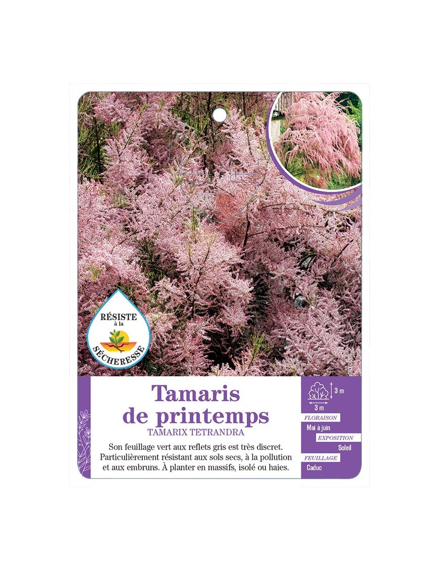 TAMARIX TETANDRA voir Tamaris de printemps