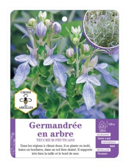 TEUCRIUM FRUTICANS voir Germandrée en arbre