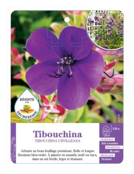 TIBOUCHINA URVILLEANA (*)