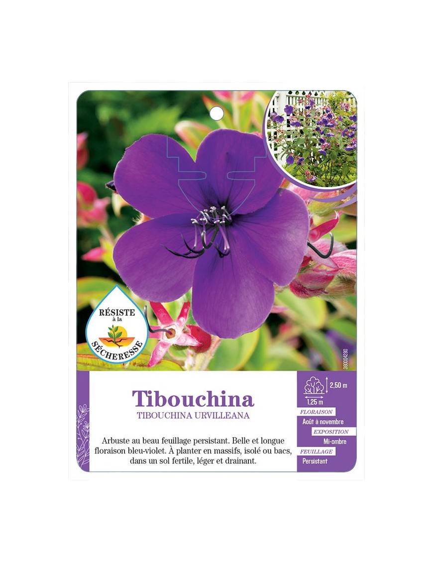 TIBOUCHINA URVILLEANA (*)
