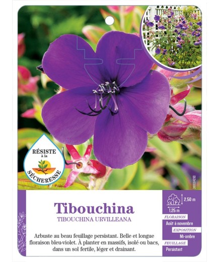 TIBOUCHINA URVILLEANA (*)