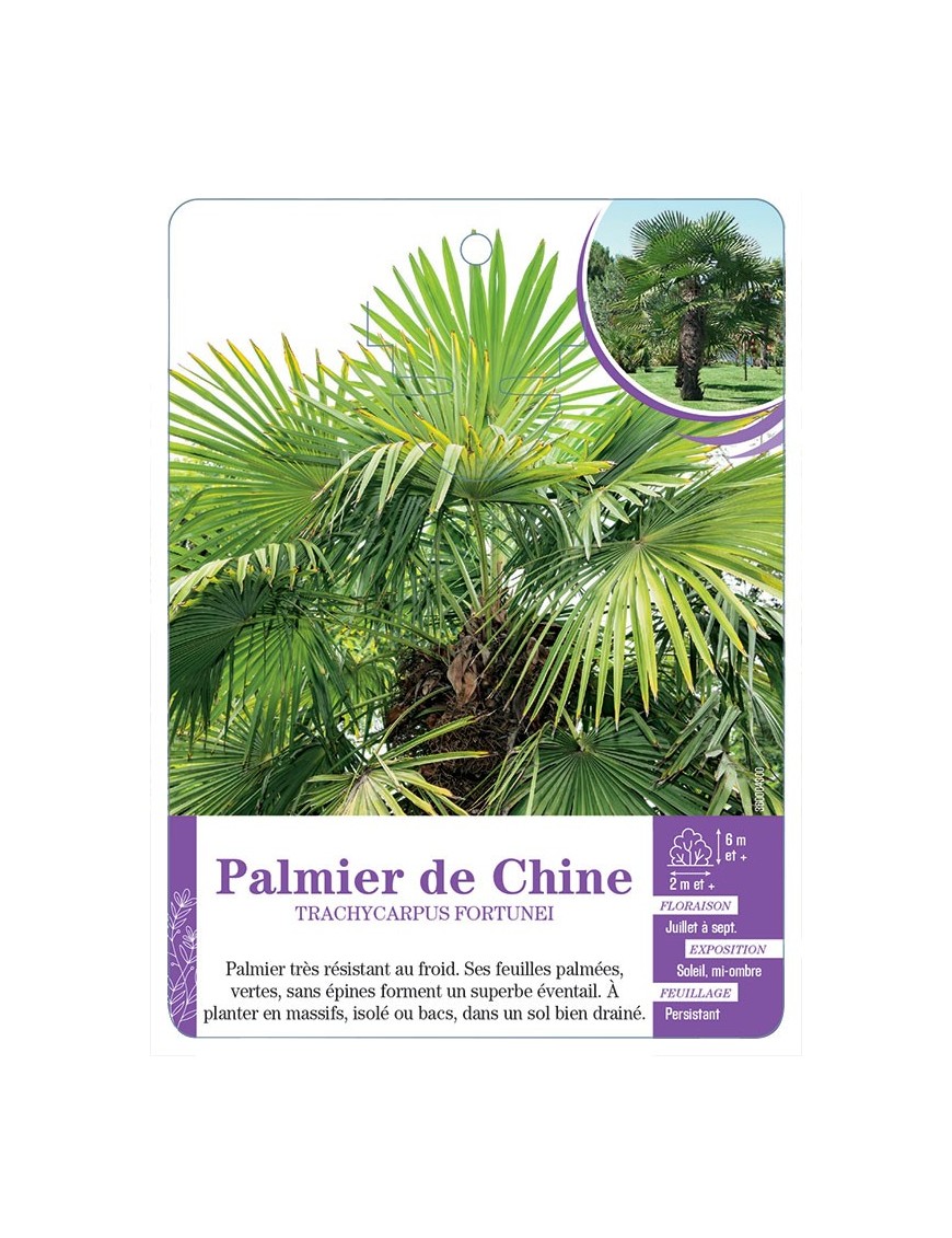 TRACHYCARPUS FORTUNEI voir Palmier de Chine