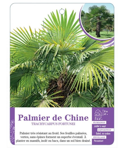 TRACHYCARPUS FORTUNEI voir Palmier de Chine