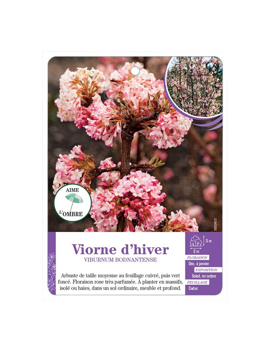VIBURNUM BODNANTENSE voir Viorne d’hiver (*)