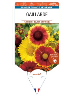 GAILLARDIA