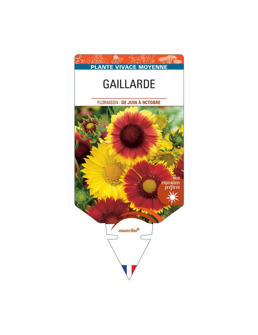 GAILLARDIA