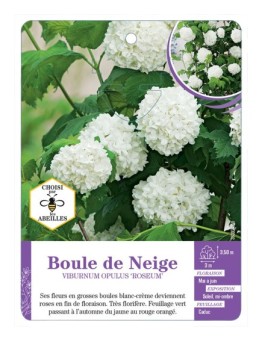 VIBURNUM OPULUS ROSEUM voir Boule de Neige