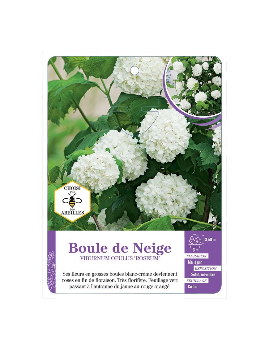 VIBURNUM OPULUS ROSEUM voir Boule de Neige