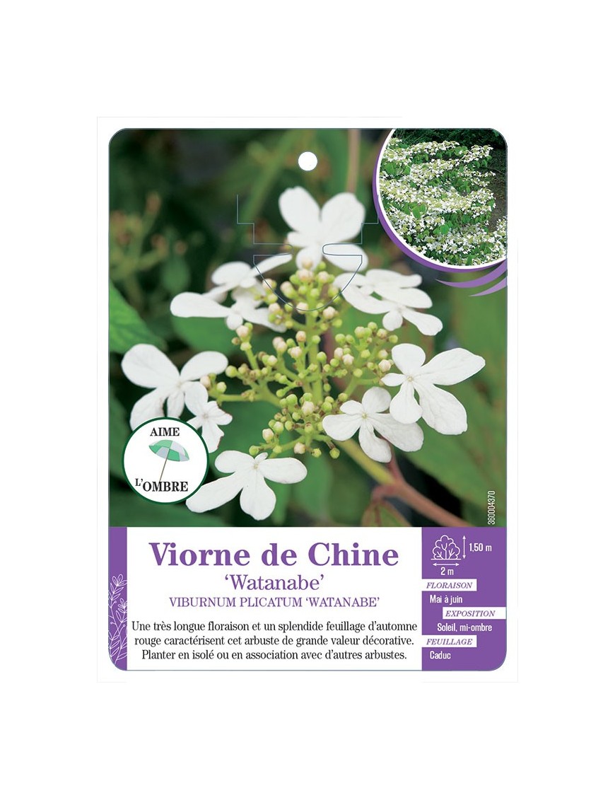 VIBURNUM PLICATUM WATANABE voir Viorne de Chine (*)
