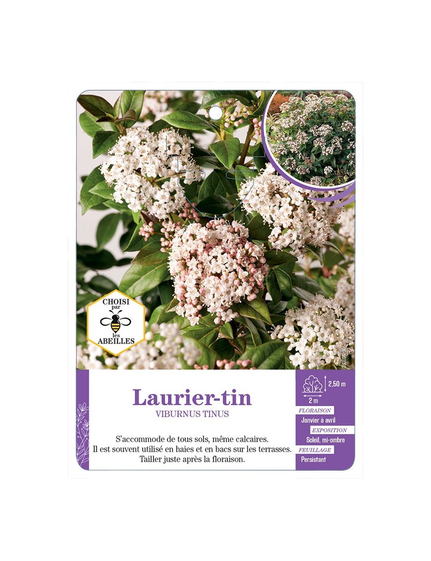 VIBURNUM TINUS voir Laurier-tin