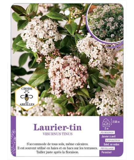 VIBURNUM TINUS voir Laurier-tin