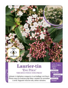 VIBURNUM TINUS EVE PRICE voir Laurier-tin (*)