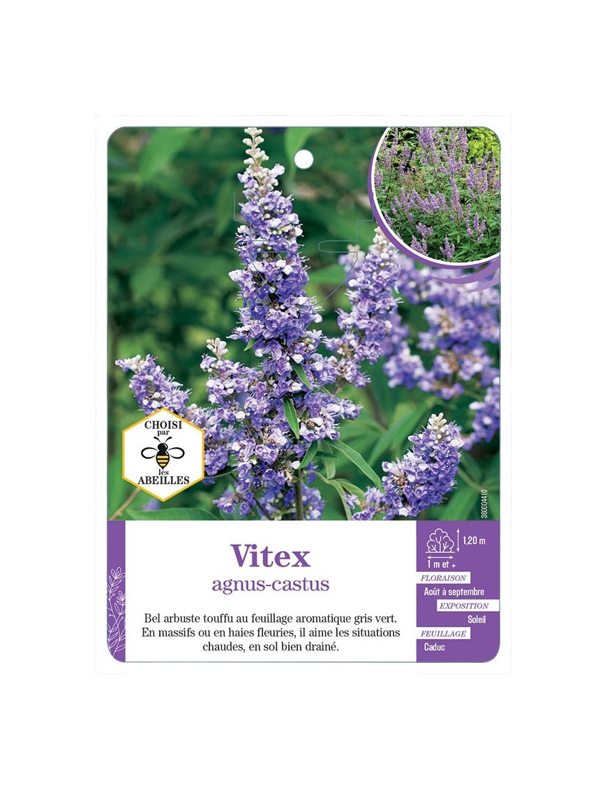 VITEX AGNUS-CASTUS
