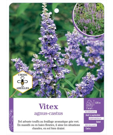 VITEX AGNUS-CASTUS
