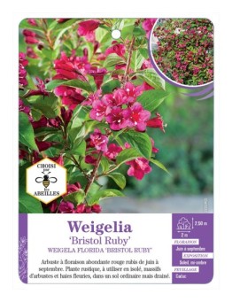 WEIGELA BRISTOL RUBY