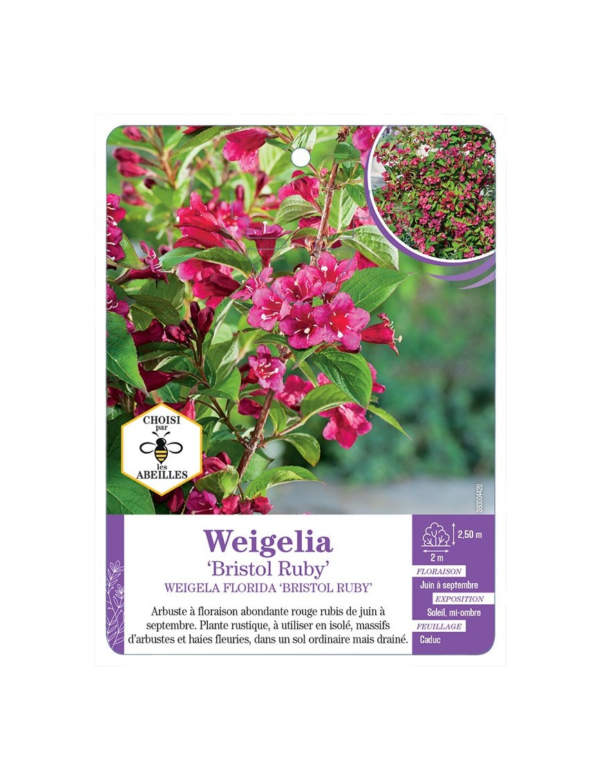 WEIGELA BRISTOL RUBY