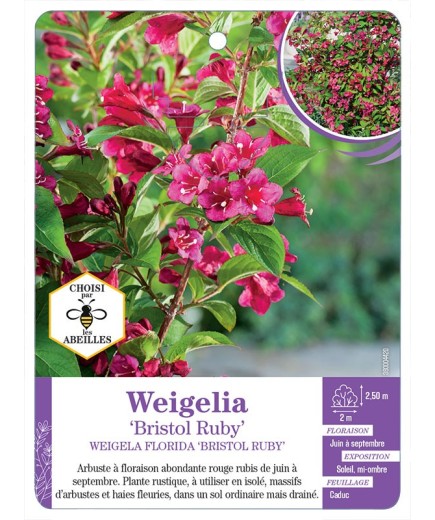 WEIGELA BRISTOL RUBY